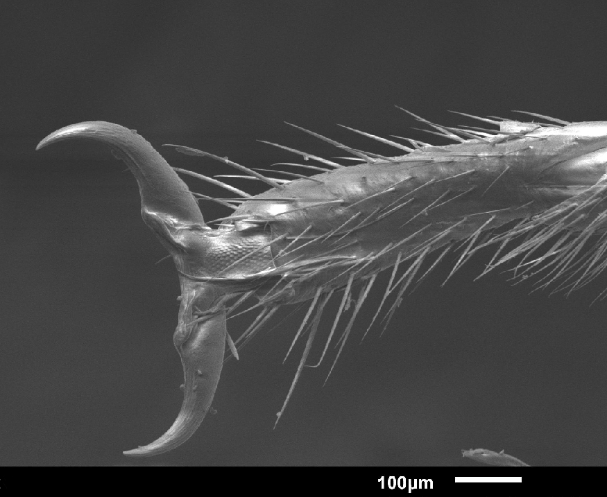 Vedci SAV objavili šváby, ktoré žijú ako superorganizmus a UMMS SAV bol pri tom