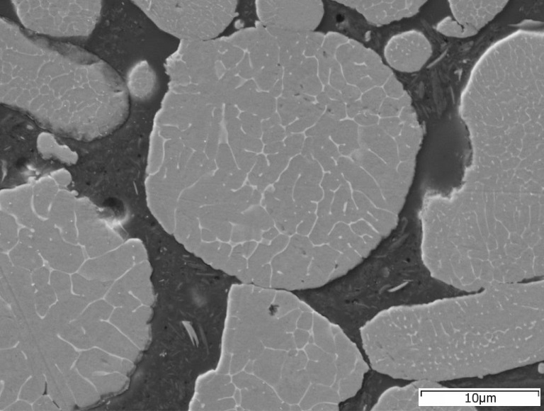 SEM microstructure 1